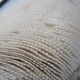 Ancient white coral shell