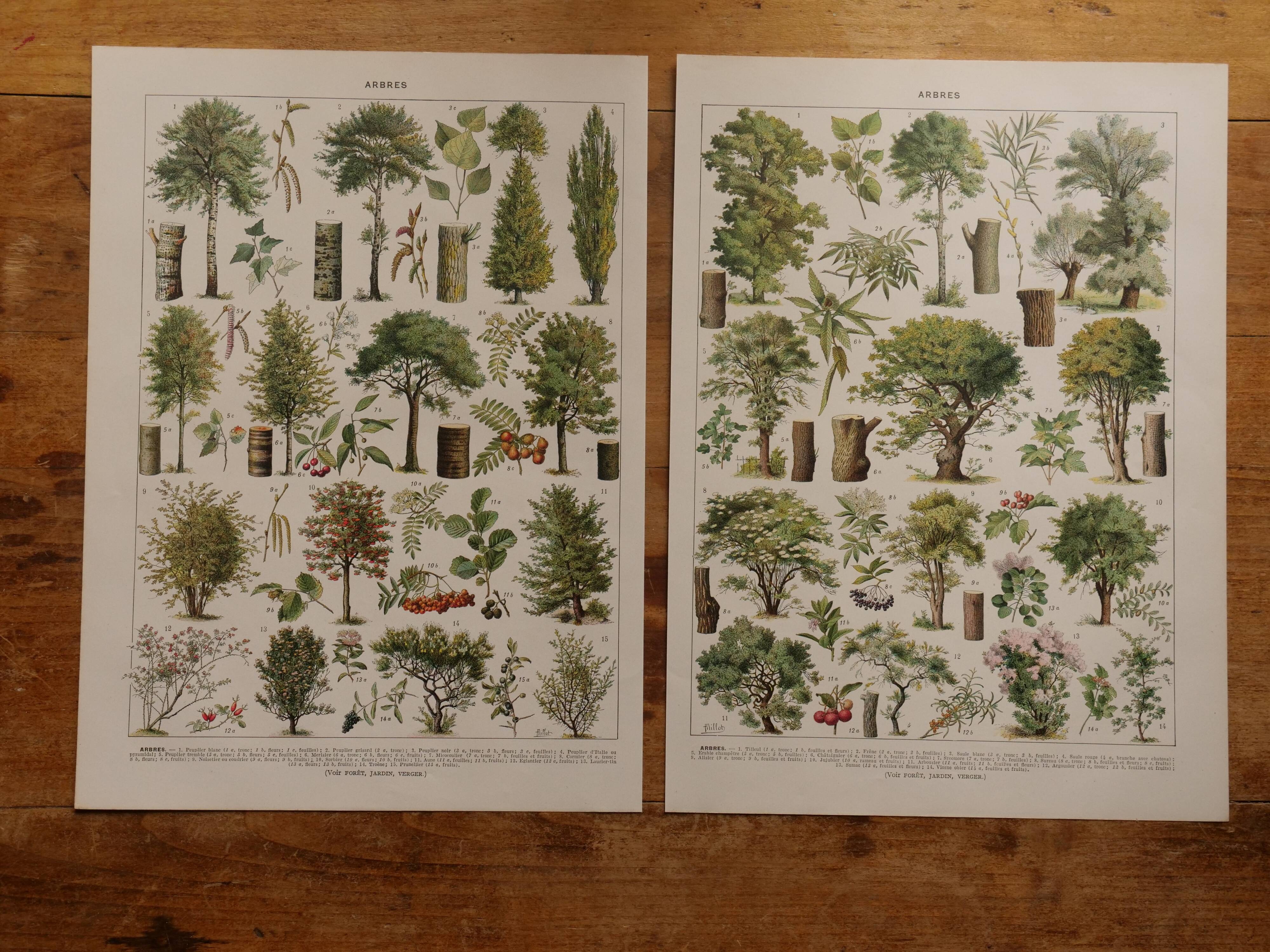 Set of 5 lithographs on trees, forest and orchard (reserved)