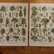Set of 5 lithographs on trees, forest and orchard (reserved)