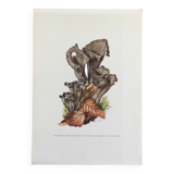Botanical illustration "mushrooms", 1960s