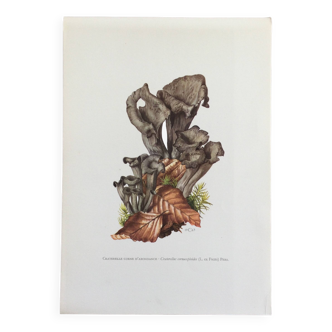 Botanical illustration "mushrooms", 1960s