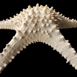 Étoiles de mer
