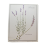 Lavender botanical plank