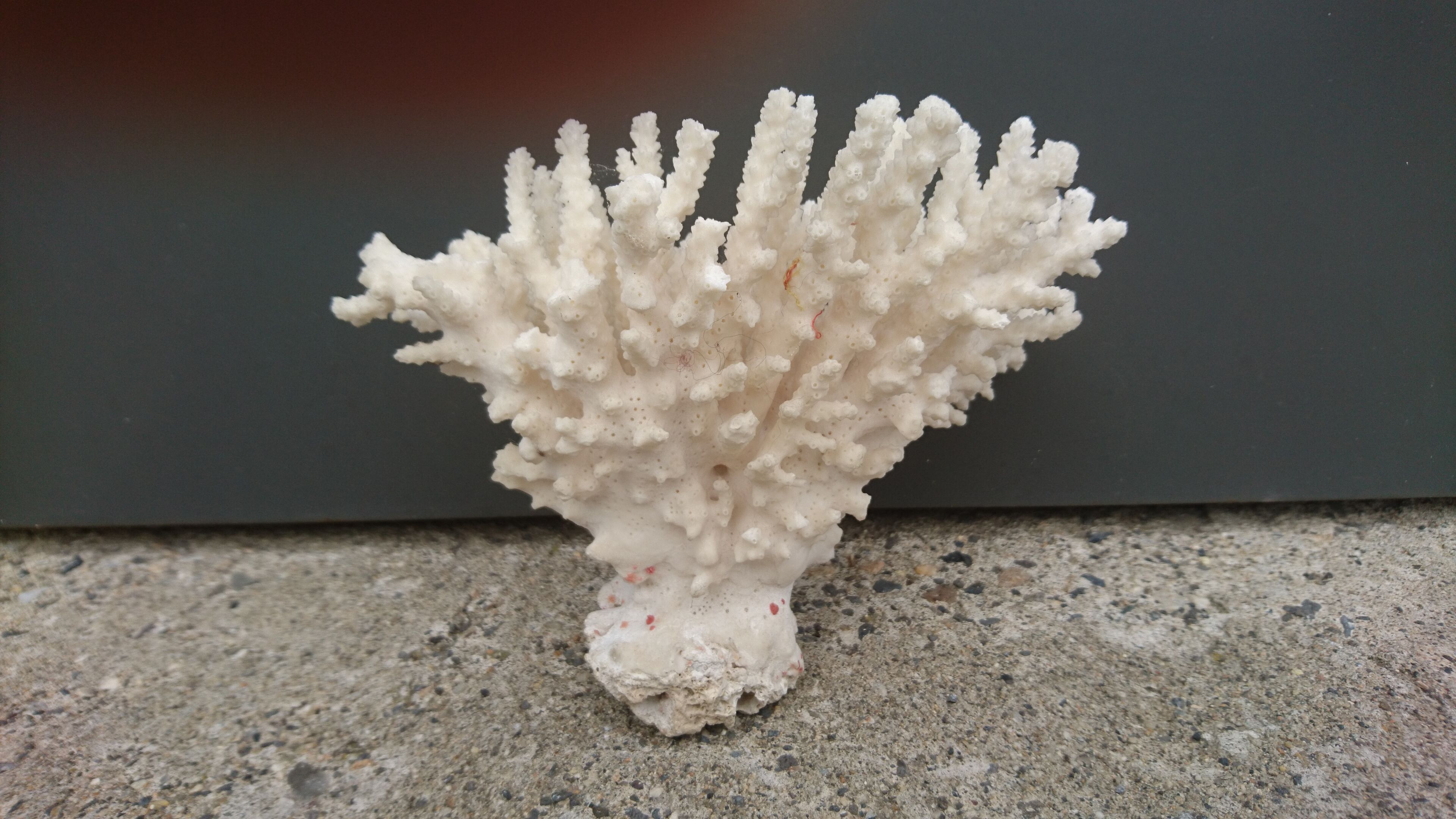 Former coral