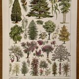 Lithograph on gardens (ornamental trees) - 1930 (cedar of Lebanon)