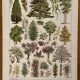 Lithograph on gardens (ornamental trees) - 1930 (cedar of Lebanon)