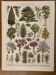Lithograph on gardens (ornamental trees) - 1930 (cedar of Lebanon)