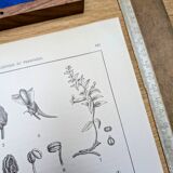 Imprimée en 1889, les scrophularinées. Planche botanique ancienne.