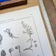 Printed in 1889, the Scrophulariaceae. Antique botanical plate.