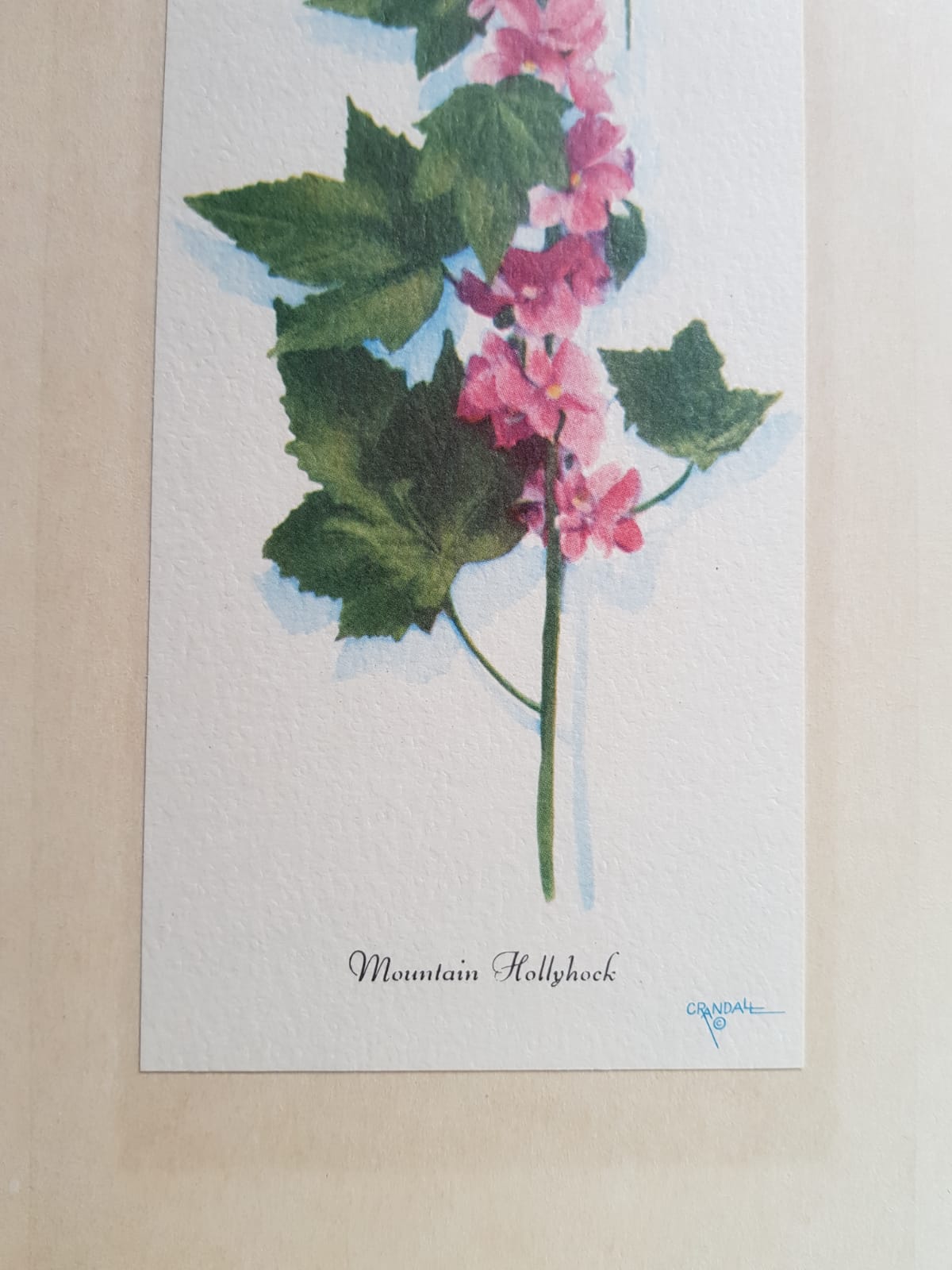 Series 4 Old Botanical Boards Flowers GRANDALL + Frame Gilded Wood Vintage