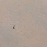 Large st clement flower vase