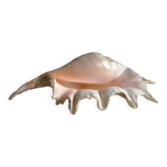Ancient shell
