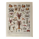 Lithograph on crustaceans - 1930