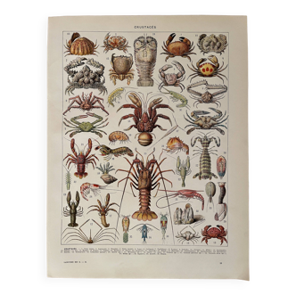 Lithographie sur les crustacés - 1930
