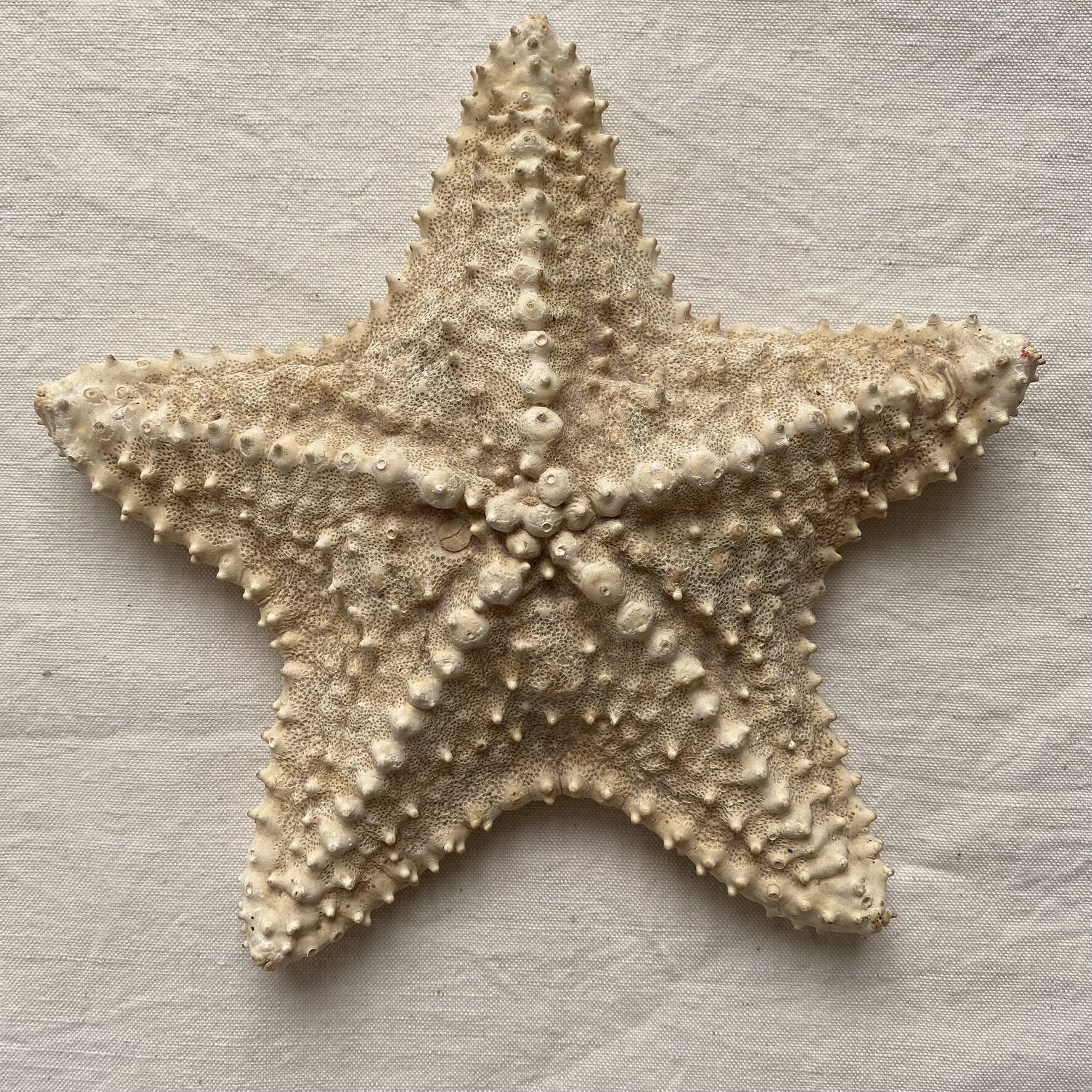 knotted starfish 21 cm