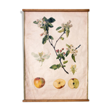 1914 apple poster