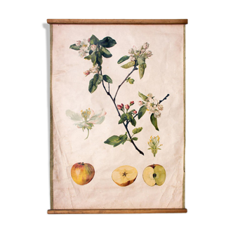 Affiche pomme 1914