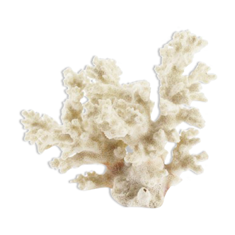 White coral