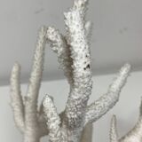 Branche de corail blanc