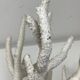 White coral branch