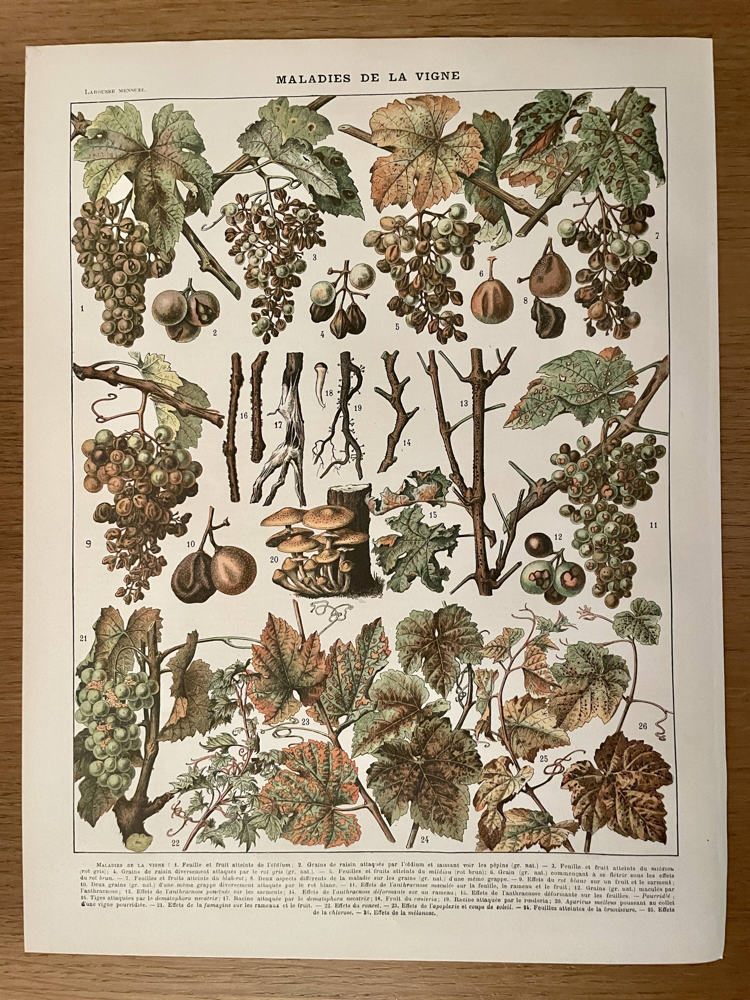 Lithograph on vine diseases from 1907 (Viticulture Vinification Oenology Grape Varieties)