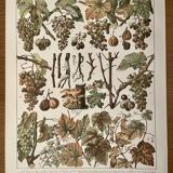 Lithograph on vine diseases from 1907 (Viticulture Vinification Oenology Grape Varieties)