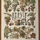 Lithograph on vine diseases from 1907 (Viticulture Vinification Oenology Grape Varieties)