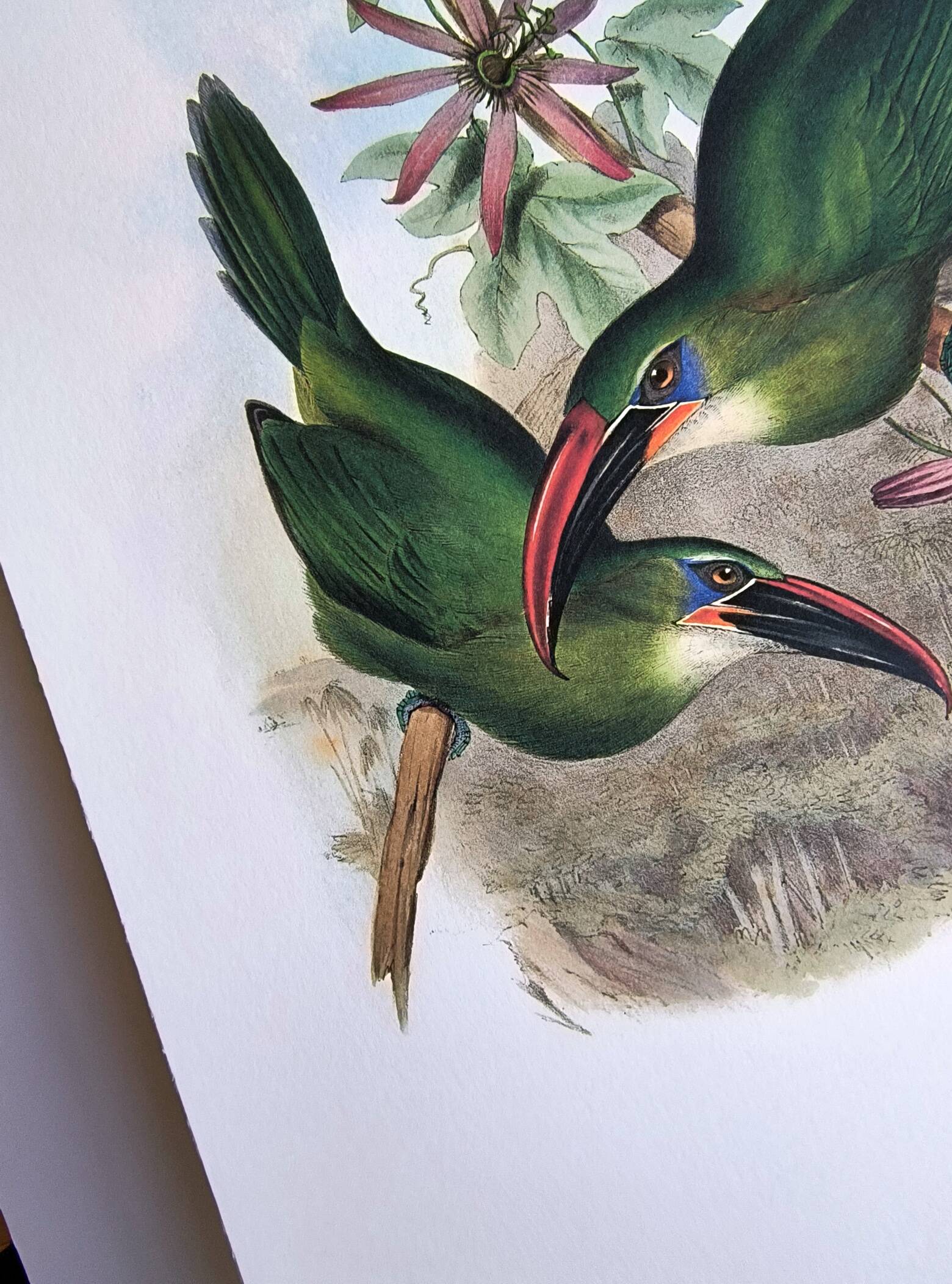 Illustration vintage. Toucanet à bec sillonné de J.Gould. 33x49 cm. oiseau