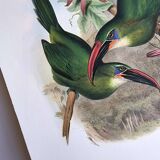 Illustration vintage. Toucanet à bec sillonné de J.Gould. 33x49 cm. oiseau