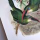 Vintage illustration. J. Gould's Furrow-billed Toucanet. 33x49 cm. Bird