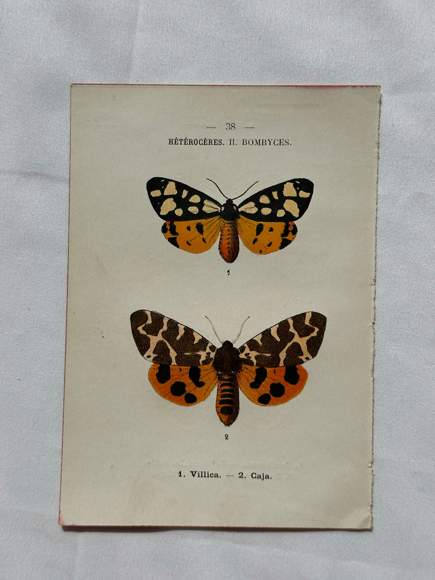 Naturalist engraving Butterfly 19th-century original botanical poster 1800