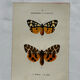 Naturalist engraving Butterfly 19th-century original botanical poster 1800