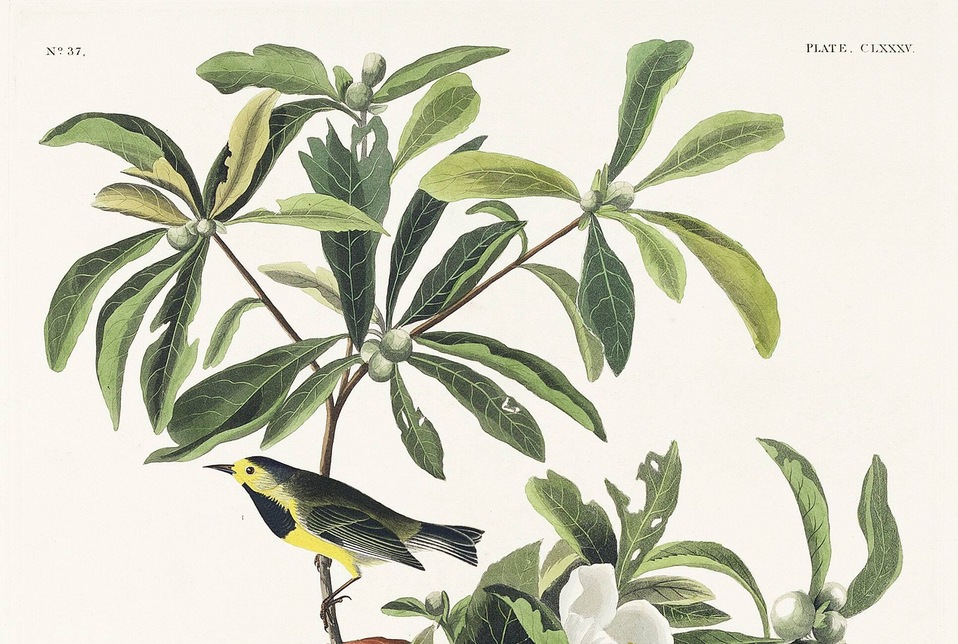 Poster for Bachman's Warbler, based on an old engraving from 1827.