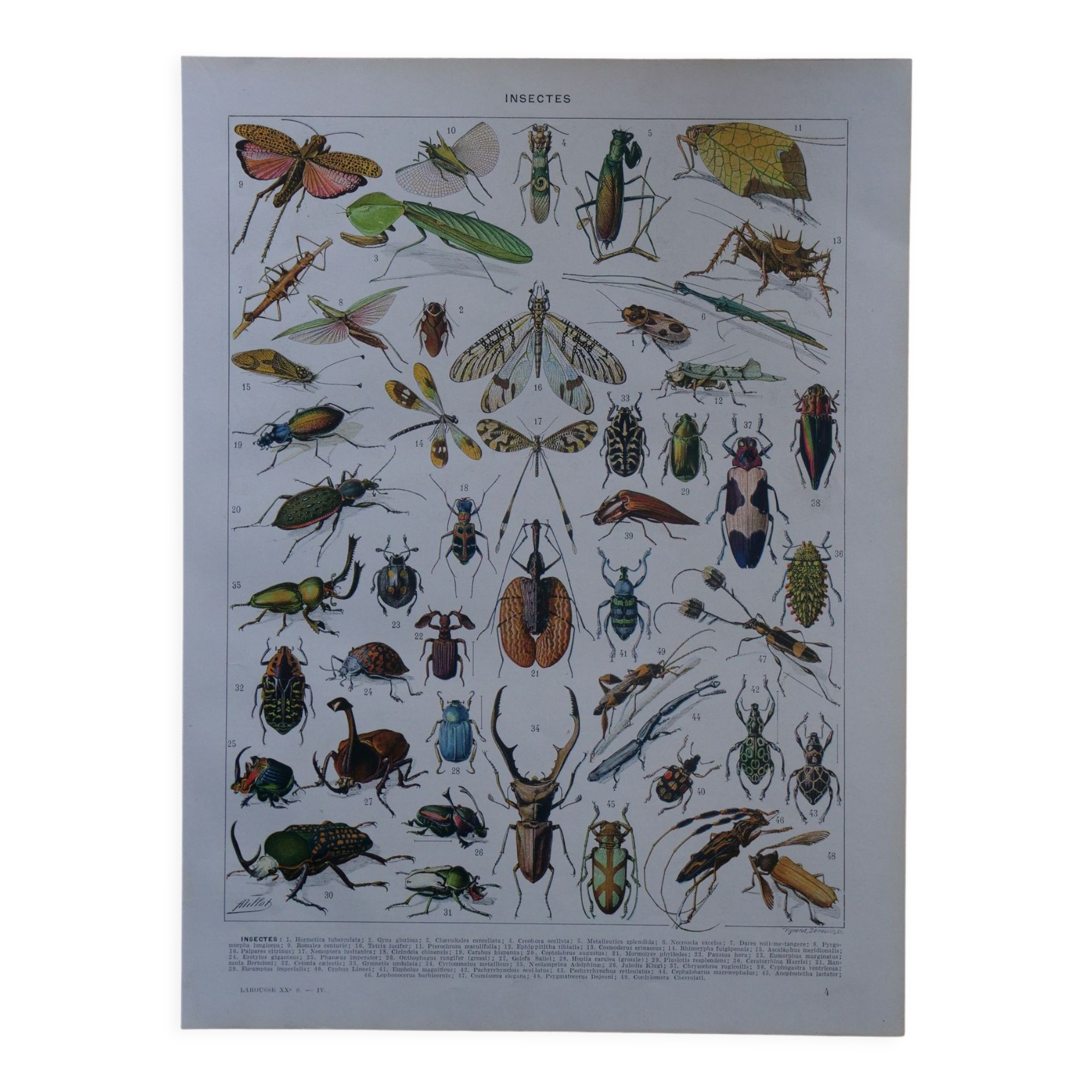 Original lithograph on insects