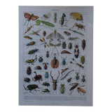 Original lithograph on insects
