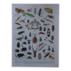 Lithographie originale sur les insectes
