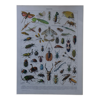 Lithographie originale sur les insectes