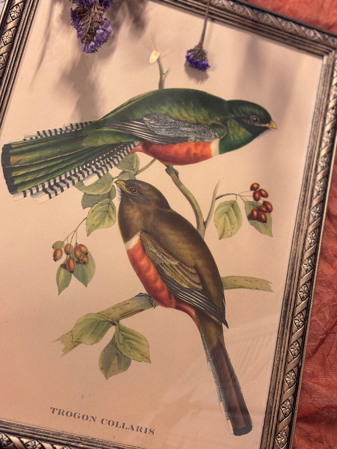 Lithographie d’oiseau