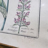 Cadre en bois et herbier ancien