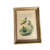 Framed engraving of birds of paradise