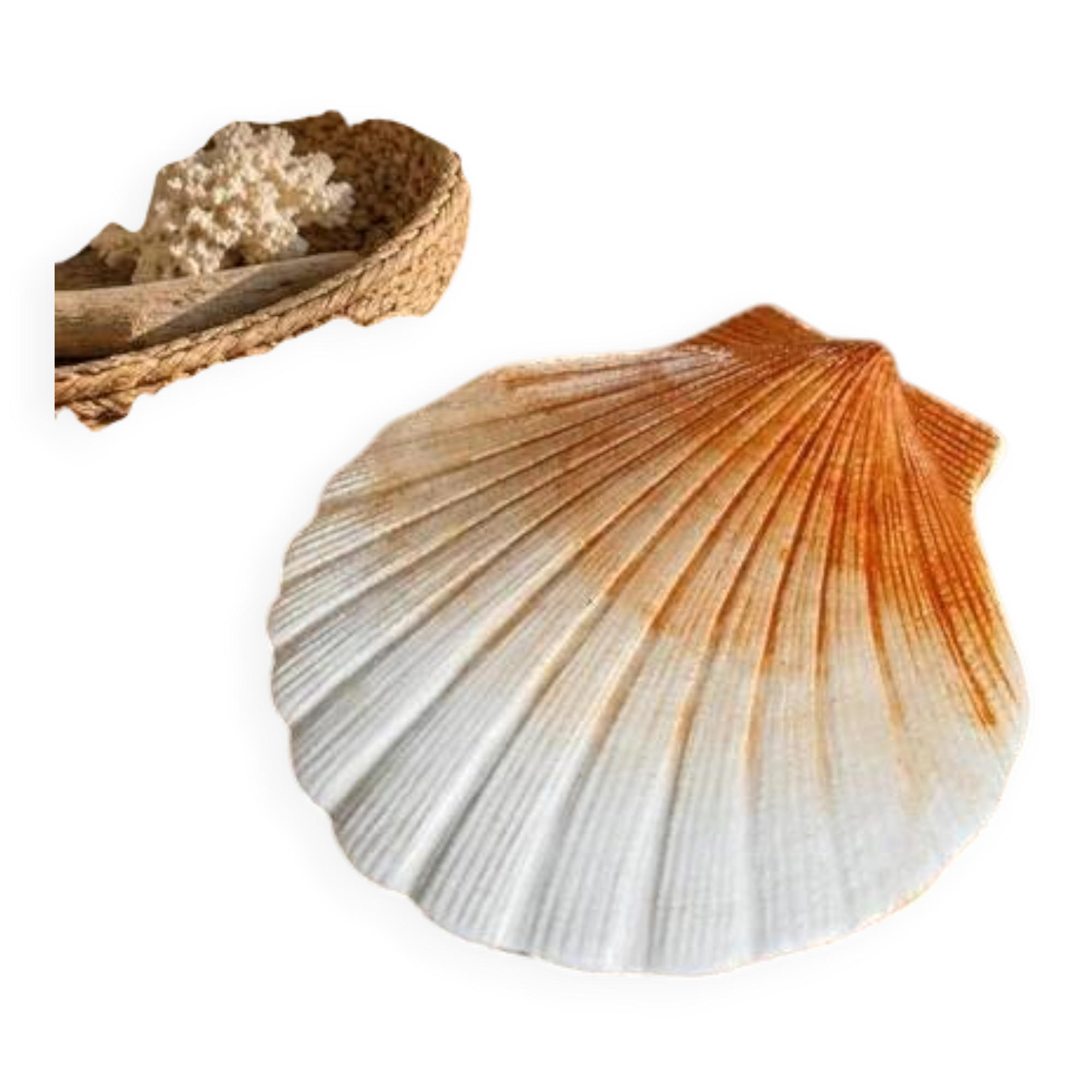 Ceramic shell 1960