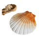 Ceramic shell 1960