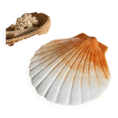 Ceramic shell 1960