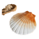 Ceramic shell 1960