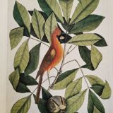 Old zoological plate