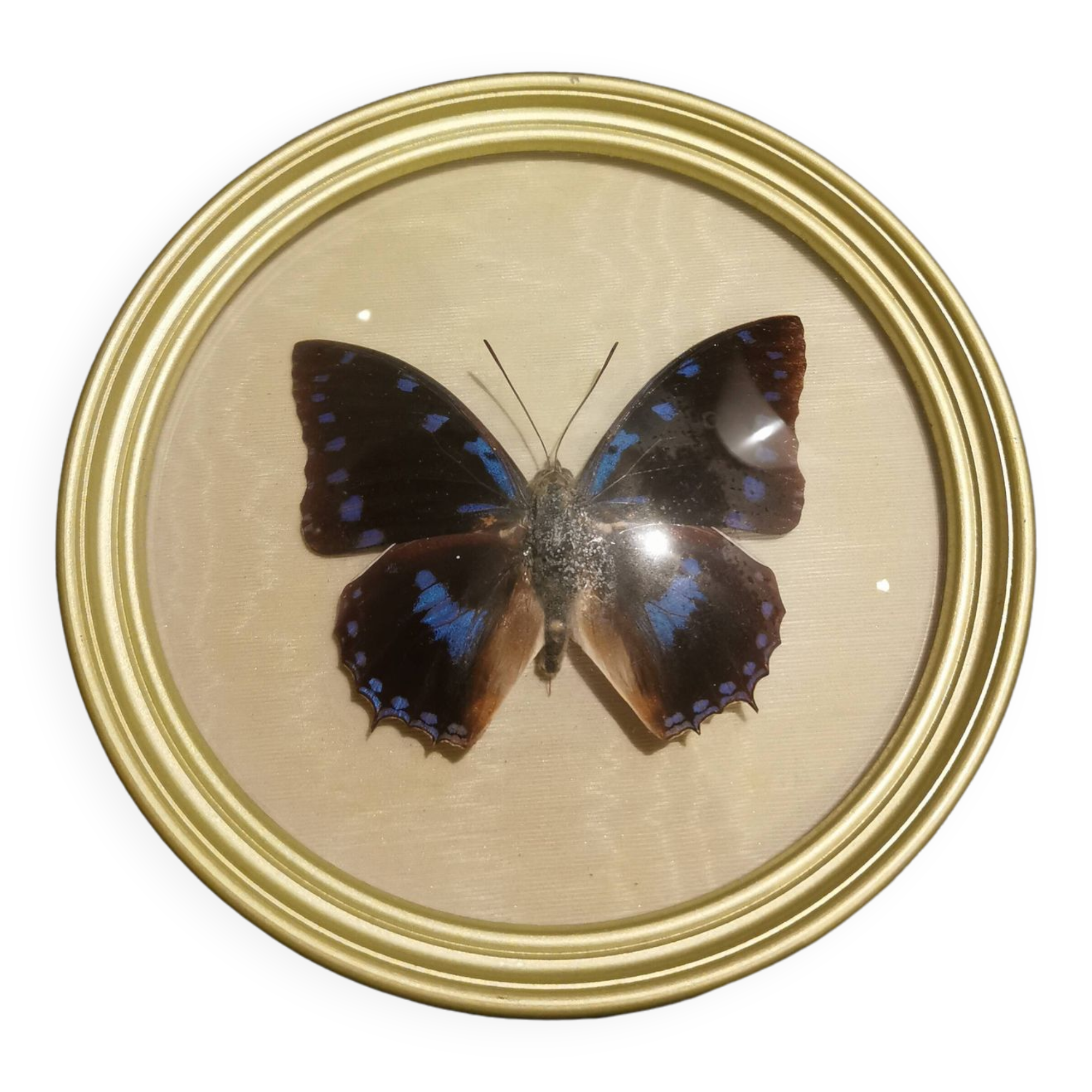 Cadre doré papillon naturalisé