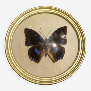 Naturalized butterfly gold frame