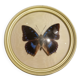 Cadre doré papillon naturalisé