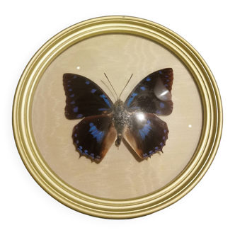 Naturalized butterfly gold frame
