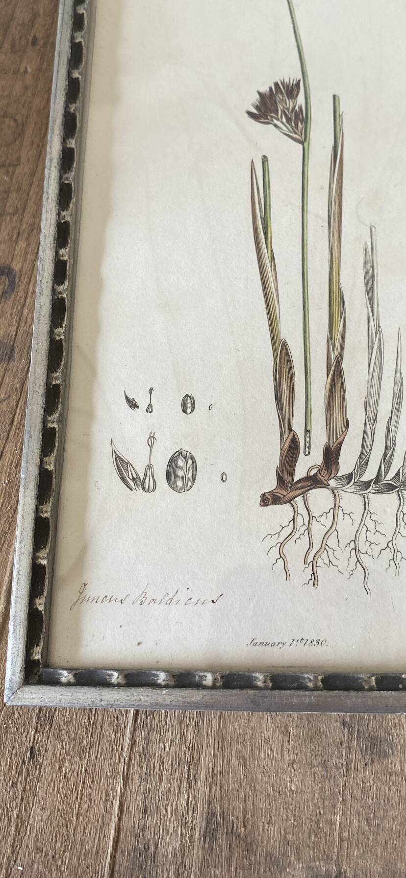 Botanical plate 1830, glazed wooden frame